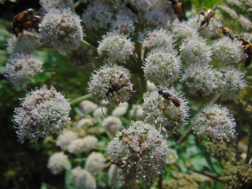 Cerambycidae: Pachytodes cerambyciformis o erraticus